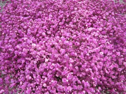 Gypsophila overig kleurbehandeld H%