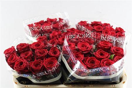 Rosa grootbloemig Red Naomi!