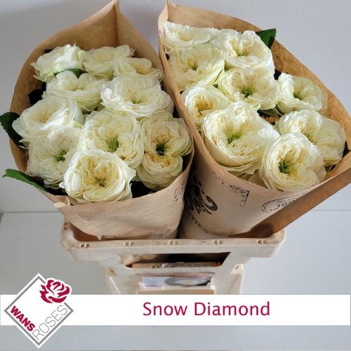 Rosa grootbloemig Snow Diamond