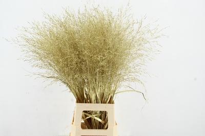 Siergras kleurbehandeld H%