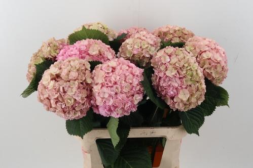 Hydrangea macrophylla Adora (classic)