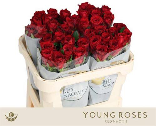 Rosa grootbloemig Red Naomi!