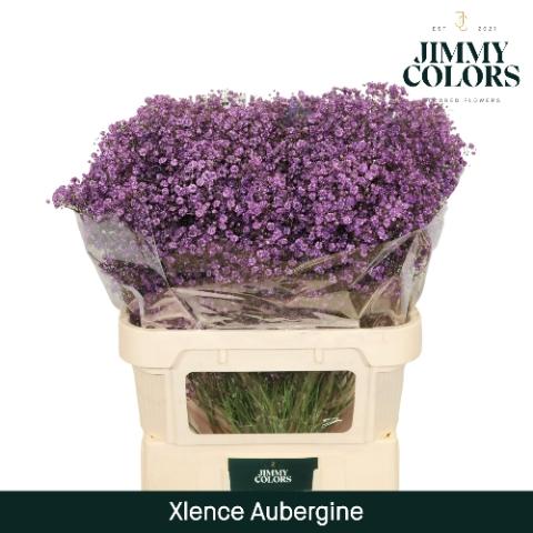 Gypsophila overig kleurbehandeld H%