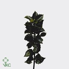 Ilex x meserveae 'Blue Prince'