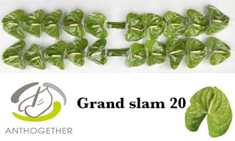 Anthurium (Andreanum Grp) Grand Slam