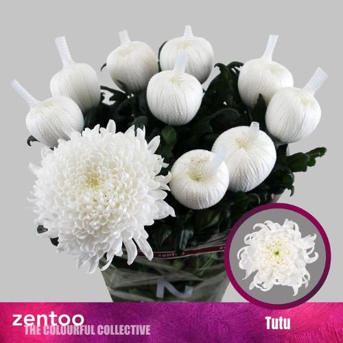 Chrysanthemum (Indicum Grp) geplozen Tutu
