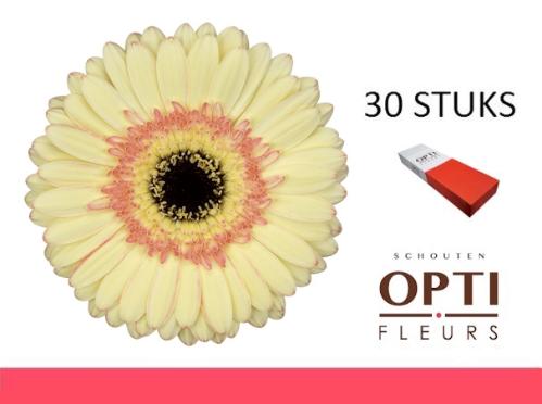 Gerbera grootbloemig 'Cartizze'