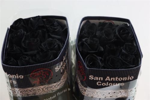 Rosa grootbloemig kleurbehandeld H%