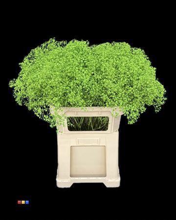 Gypsophila overig kleurbehandeld H%