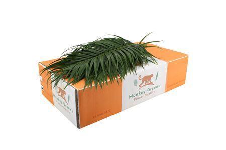 Phoenix roebelenii per bos