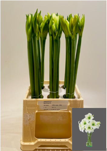 Hippeastrum (Diamond Grp) 'Northpole'