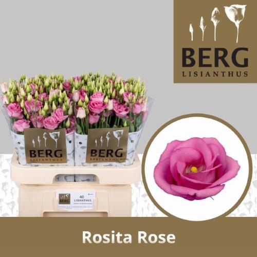 Eustoma russellianum gevuldbloemig 'Rosita Rose Pink'