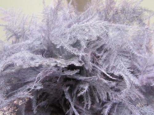 Asparagus overig kleurbehandeld H%