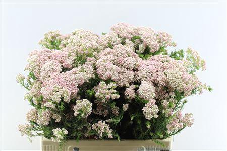 Ozothamnus 'Cooks Tall Pink'