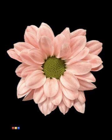 Chrysanthemum Indicum Grp tros santini kleurbehandeld H%