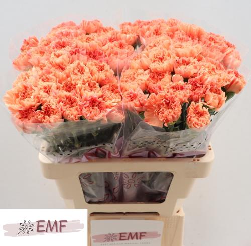 Dianthus standaard Tamarind