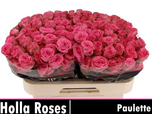 Rosa tros Paulette!