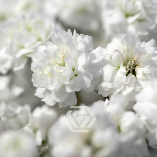 Gypsophila paniculata Xlence
