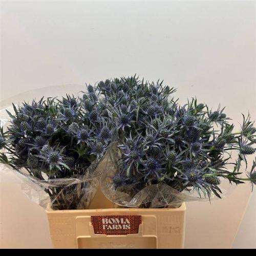 Eryngium planum
