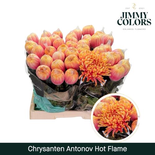 Chrysanthemum (Indicum Grp) geplozen Antonov kleurbehandeld H%