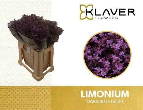 Limonium Safora Dark Blue