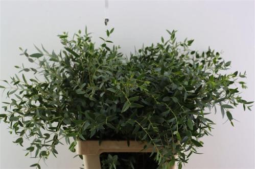 Eucalyptus per bos parvifolia