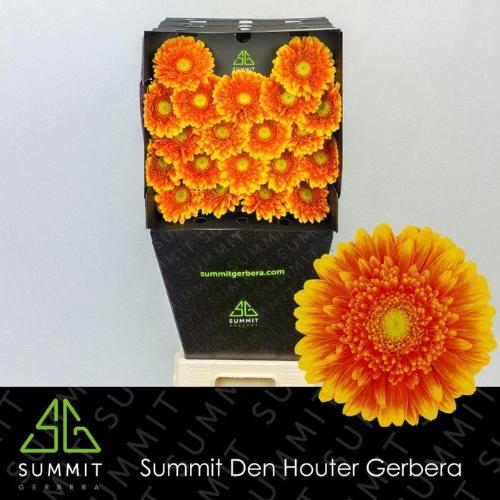 Gerbera mini 'Franky'