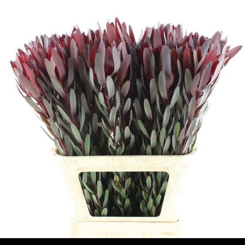 Leucadendron 'Safari Sunset'