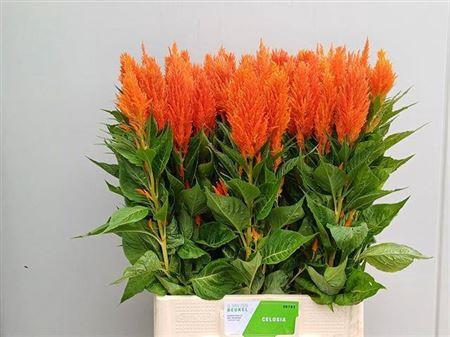 Celosia Plumosa Grp 'Apricot Brandy'