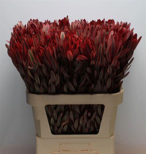 Leucadendron 'Jester'