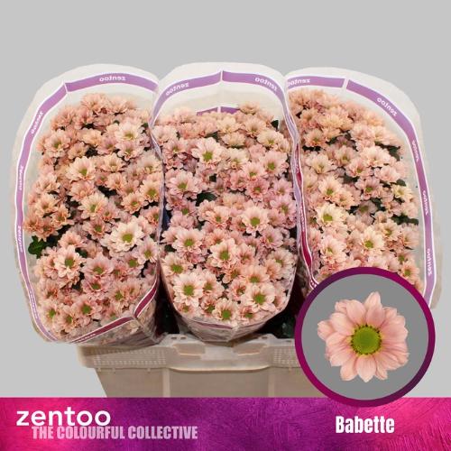 Chrysanthemum (Indicum Grp) tros santini Babette