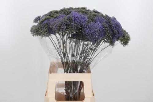 Trachelium caeruleum Blue Shine