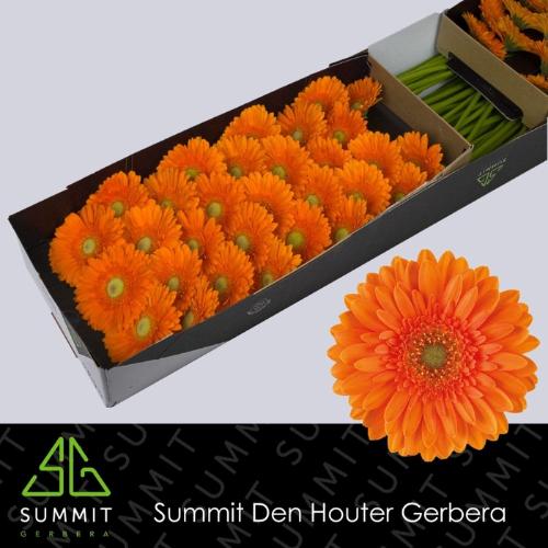 Gerbera mini 'Cuby'