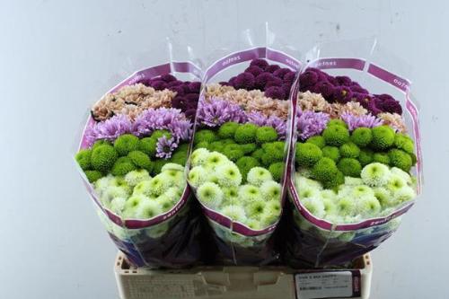Chrysanthemum Indicum Grp tros santini gemengd