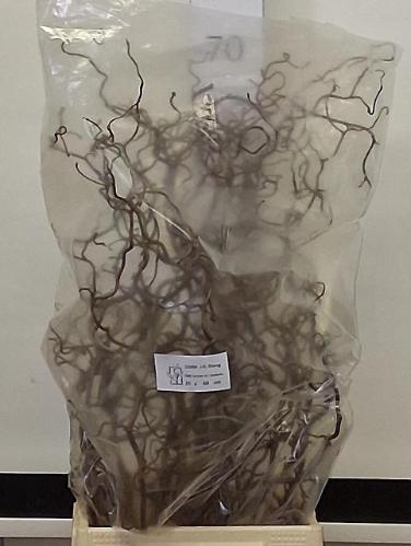 Corylus avellana 'Contorta'