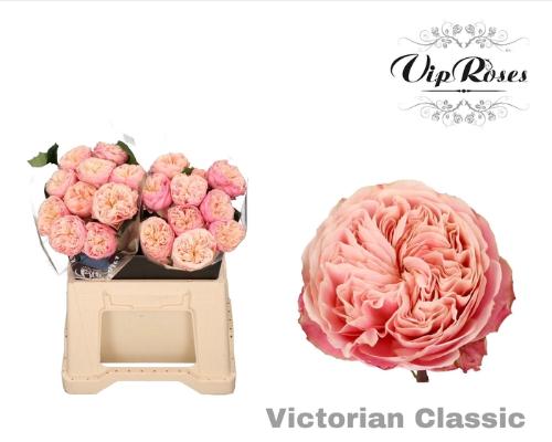 Rosa grootbloemig Victorian Classic@