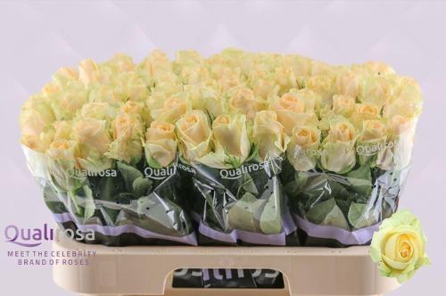 Rosa grootbloemig Magic Avalanche+