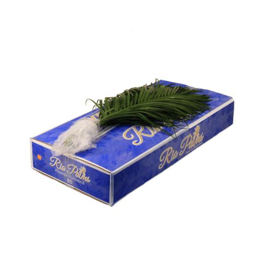 Phoenix roebelenii per bos