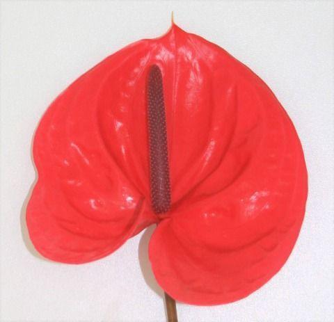 Anthurium Andreanum Grp 'Enjoy'