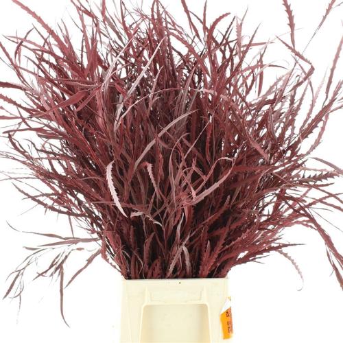 Decoratiegroen kleurbehandeld per bos H%