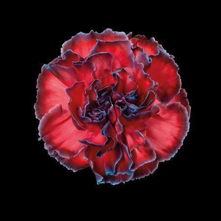 Dianthus standaard kleurbehandeld H%