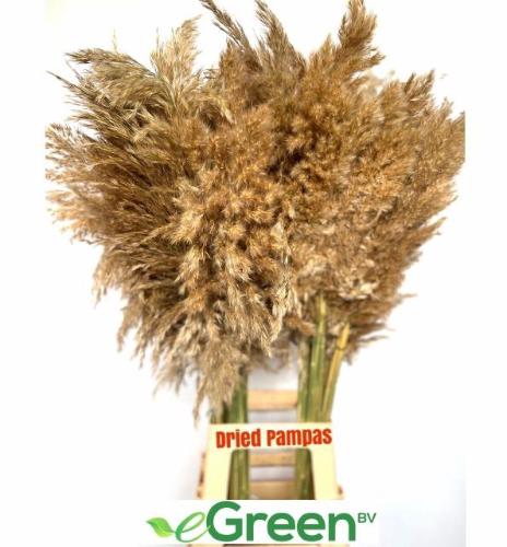 Cortaderia overig