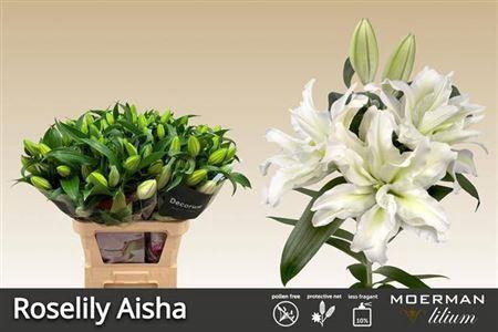 Lilium Oriental dubbel Grp Roselily Aisha