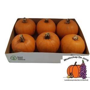 Siervruchten per stuk Cucurbita maxima 'Halloween'