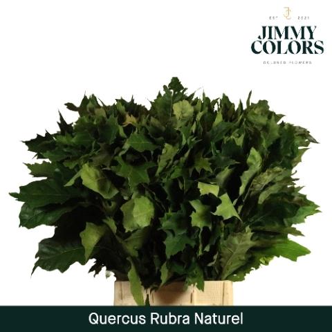 Quercus rubra