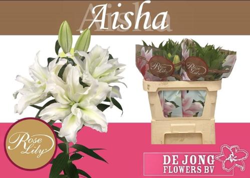 Lilium Oriental dubbel Grp Roselily Aisha