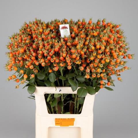 Rosa Pumpkin (rozenbottel)