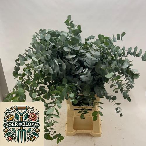 Eucalyptus per bos cinerea