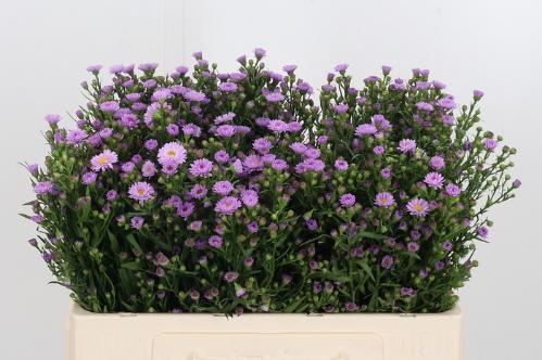 Aster Novi-belgii Grp 'Painted Lady'
