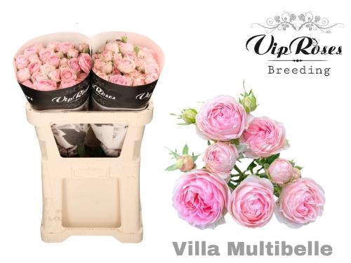 Rosa tros Villa Multibelle